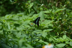 Graphium sarpedon connectens