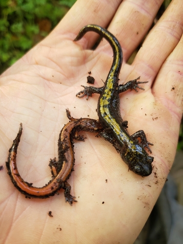 Long-toed Salamander, Ambystoma macrodactylum