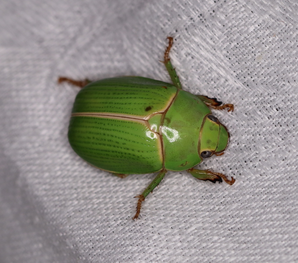 Anoplognathus prasinus from Witta QLD 4552, Australia on October 16 ...