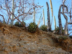 Agave oteroi