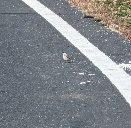 Poecile palustris brevirostris
