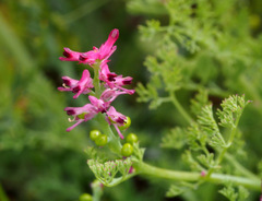 Fumaria bracteosa