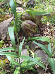 Fritillaria affinis affinis