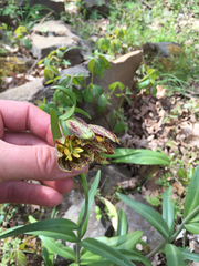 Fritillaria affinis affinis