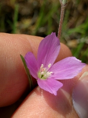 Clarkia affinis