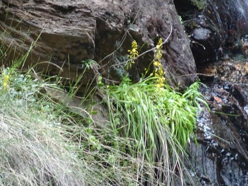 Bulbine meiringii