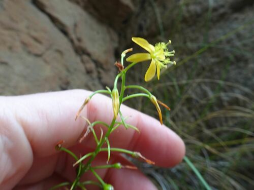 Bulbine meiringii