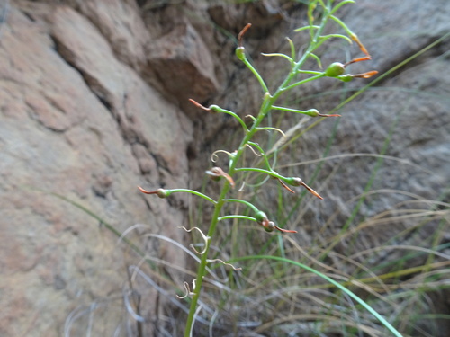 Bulbine meiringii