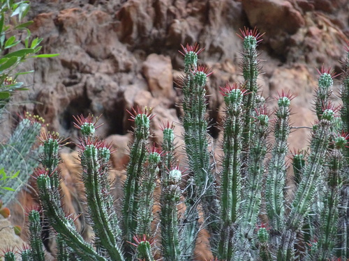 Image of Euphorbia heptagona by (c) Thomas Koffel, some rights reserved (CC BY)