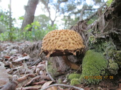 Boletellus ananas image