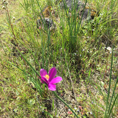 Olsynium douglasii douglasii