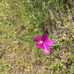 Olsynium douglasii douglasii