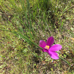 Olsynium douglasii douglasii