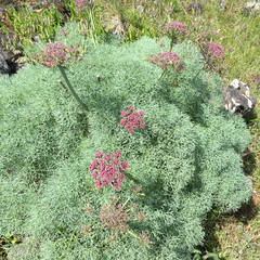 Lomatium columbianum