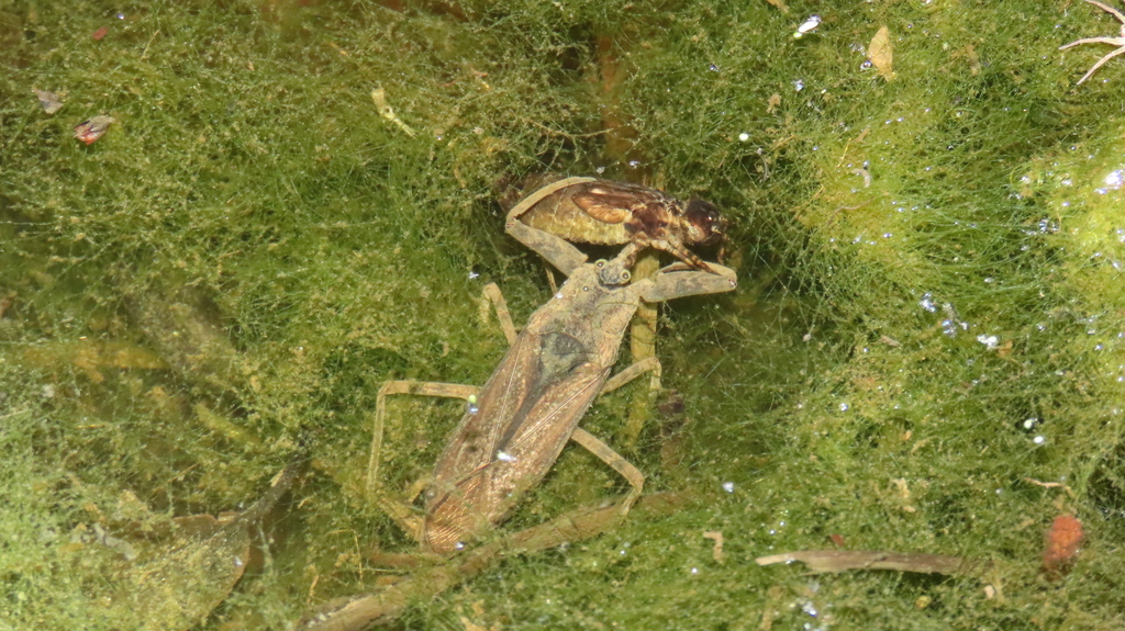 Laccotrephes grossus