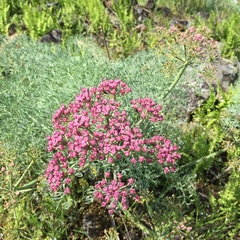 Lomatium columbianum