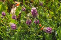 Trifolium prophetarum