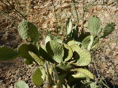 Opuntia pilifera