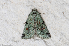 Maliattha concinnimacula