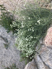 Lepidium fremontii
