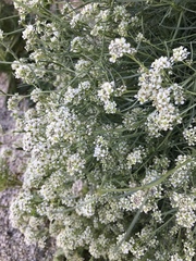 Lepidium fremontii
