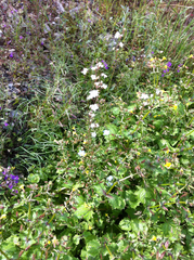 Lithophragma heterophyllum