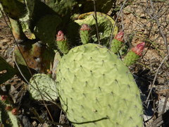 Opuntia pilifera