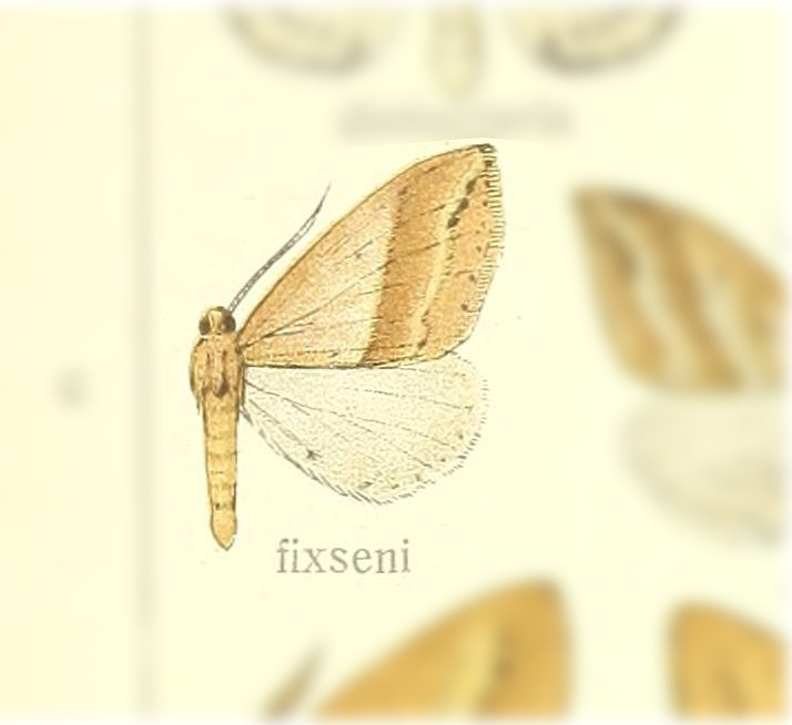 Loxaspilates fixseni