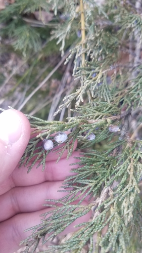 Borovica (Juniperus)