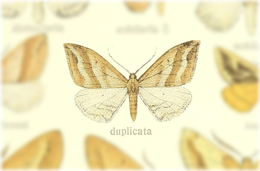 Loxaspilates duplicata