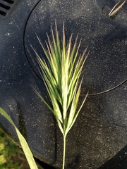 Bromus scoparius