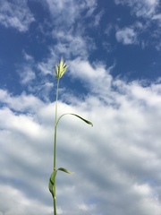 Bromus scoparius