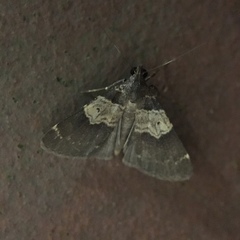 Hydrillodes lentalis