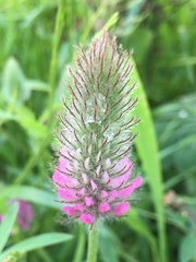Trifolium purpureum