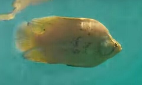 Atlantic tripletail (Lobotes surinamensis) — Lobotidae