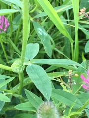 Trifolium purpureum