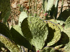 Opuntia pilifera
