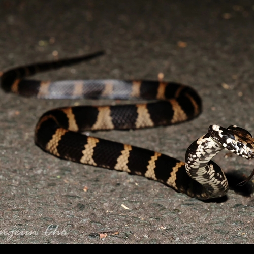 Stephens' Banded Snake sighting