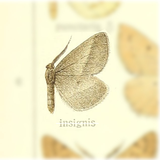 Aspitates conspersaria