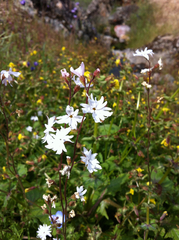 Lithophragma heterophyllum