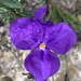 Patersonia sericea - Photo (c) genevdw,  זכויות יוצרים חלקיות (CC BY-NC)