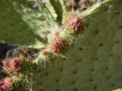 Opuntia pilifera