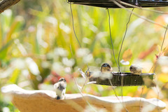 Spermestes cucullata scutata