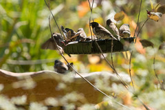 Spermestes cucullata scutata