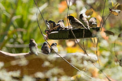 Spermestes cucullata scutata