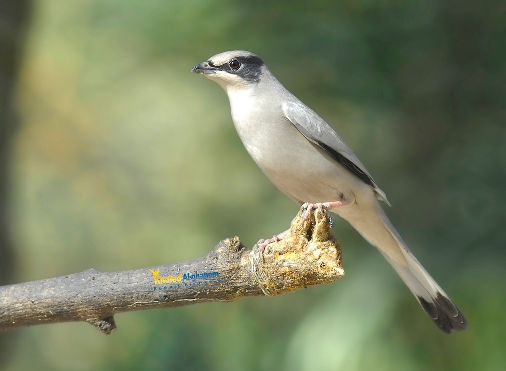Hypocolius (Hypocolius ampelinus) photo