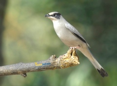 Hypocolius photo 1