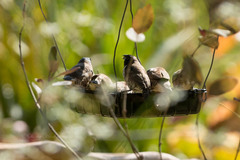 Spermestes cucullata scutata