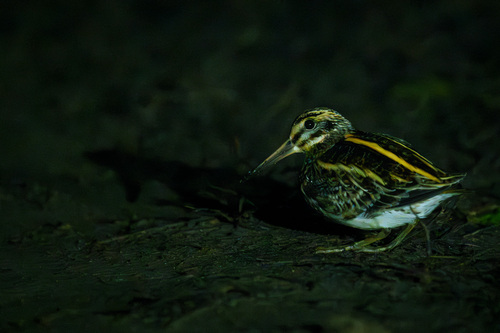 Agachadiza chica (Lymnocryptes minimus)