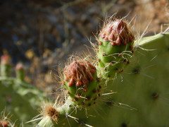 Opuntia pilifera